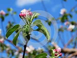 Close-up of an apple tree flower with dark pink buttons on white petals