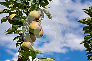 Close up of a apple tree near Jork, Germany.