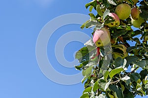 Close up of apple tree, sun kissed green apples growing on a branch against a blue sky, Eastern Washington State, USA