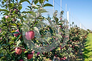 Close up of apples in apple orchard