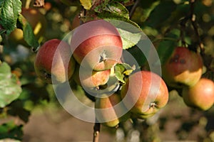 A close up of apples on a branch in an orchard on a sunny autumn day, selective focus. Bi-colored variety of apples