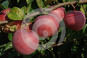 A close up of apples of the `President` variety (columnar apple tree) on a branch in the orchard