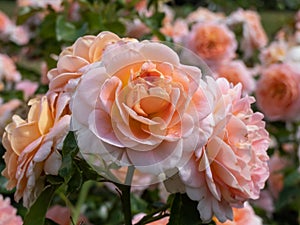 Close-up of apricot, buff, pink shading, yellow reverse, lighter reverse shrub rose `Concerto 94` Romantica. Medium, full,