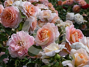 Close-up of apricot, buff, pink shading, yellow reverse, lighter reverse shrub rose `Concerto 94` Romantica. Medium, full,