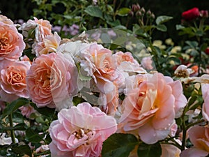 Close-up of apricot, buff, pink shading, yellow reverse, lighter reverse shrub rose `Concerto 94` Romantica. Medium, full,