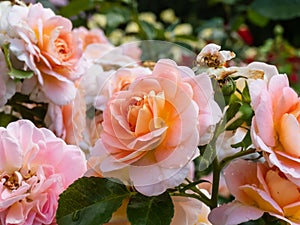 Close-up of apricot, buff, pink shading, yellow reverse, lighter reverse shrub rose `Concerto 94` Romantica. Medium, full,