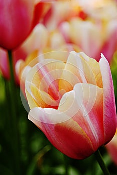 Close-up of apricot, pink, orange and white tulips photo