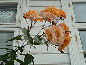 Close up Apricot Roses on the branch