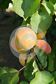 Close-up of a Apricots Branch, Nature, Sicily