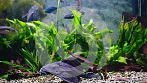 Close up of aquarium water with fishes. Underwater life