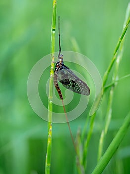 Close-up of an aquatic insect called Mayfly, also known as Canadian soldier or fishfly