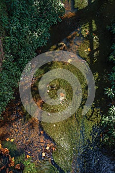 Close-up of aquatic plants in creek of Campos de JordÃÂ£o. photo