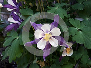 Close up of Aquilegia- Crimson Star- Swan Violet and White, Columbine flower