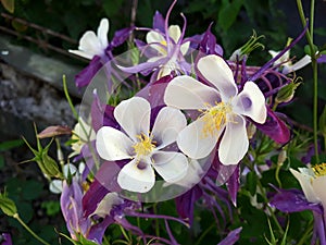 Close up of Aquilegia- Crimson Star- Swan Violet and White, Columbine flowers.