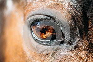Close Up Of Arabian Bay Horse