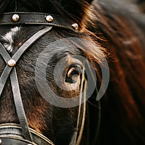 Close Up Of Arabian Bay Horse