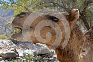 Close up of Arabian camel chewing