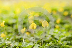 close-up Arachis pintoi flower