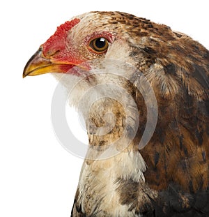 Close-up of an Araucana, 5 months old