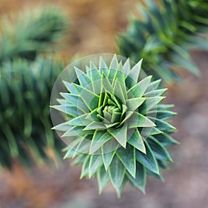 Close up of Araucaria araucana