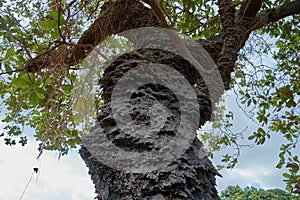 Close up of an arboreal termite nest in a Cashew tree in the Rupununi Savannah of Guyana