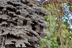 Close up of an arboreal termite nest in a Cashew tree in the Rupununi Savannah of Guyana