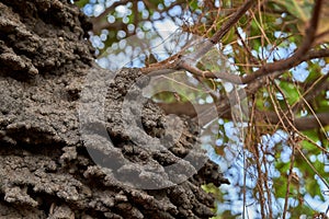 Close up of an arboreal termite nest in a Cashew tree in the Rupununi Savannah of Guyana