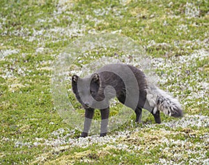 Close up arctic fox Alopex lagopus beringensis portrait curiously looking to the camera standing on green grass