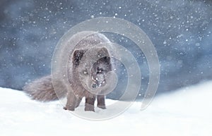 Close up of an Arctic fox in the falling snow