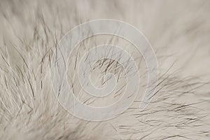 close-up of arctic fox fur used in the manufacture of clothing