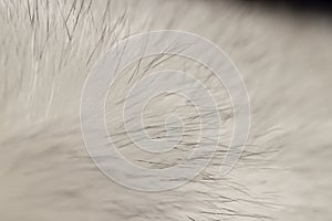 close-up of arctic fox fur used in the manufacture of clothing