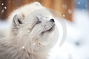 close-up of arctic fox whiskers with snowflakes