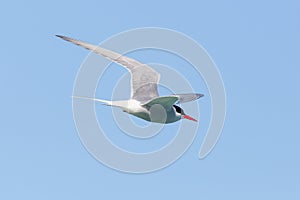 Close-up arctic tern Sterna paradisaea in flight in blue sky