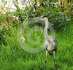 Close up of a Ardea cinerea.