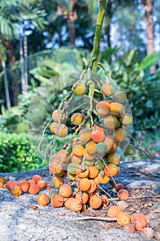 Close up Areca catechu or betel nut is colorful in the garden.