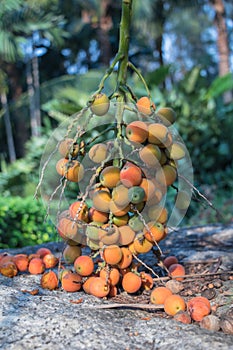 Close up Areca catechu or betel nut is colorful in the garden.common names including the areca palm, areca nut palm.