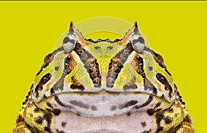 Close-up of an Argentine Horned Frog facing