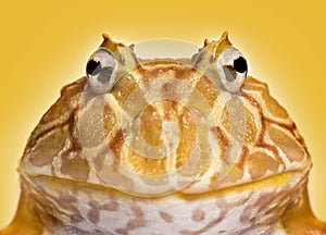 Close-up of an Argentine Horned Frog facing, Ceratophrys ornata photo