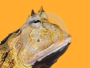 Close-up of an Argentine Horned Frog's profile, Ceratophrys ornata