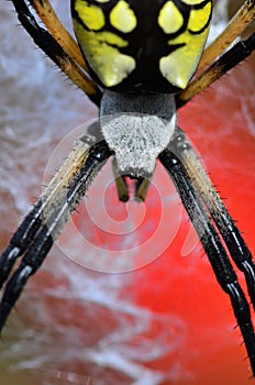 Close up of an Argiope Spider