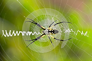 Close up of Argiope spider on web