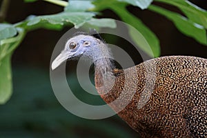 close up of Argus Fazant bird