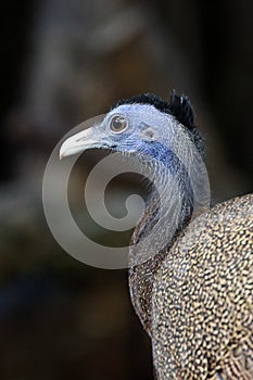 close up of Argus Fazant bird