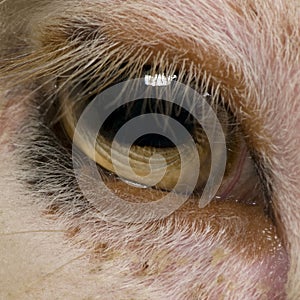 Close-up of Arles Merino sheep eye