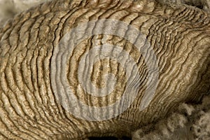 Close-up of Arles Merino sheep horn