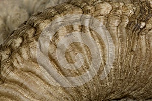 Close-up of Arles Merino sheep horn