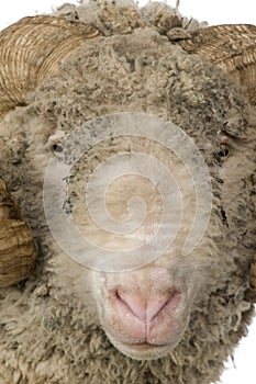 Close-up of Arles Merino sheep, ram, 5 years old