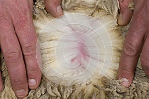 Close-up of Arles Merino sheep wool