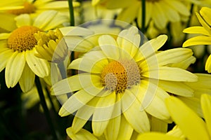 Close up of Arnica Flower photo