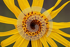 Close up of Arnica Montana flower